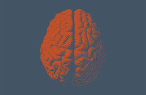 imagen del cerebro