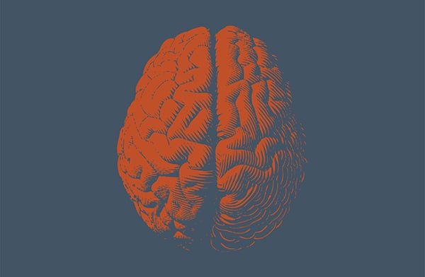 image of brain
