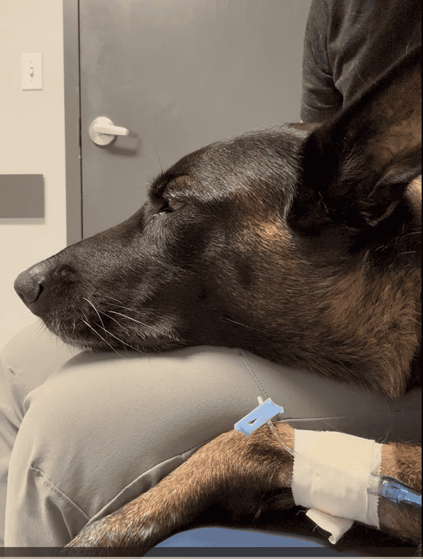 What to do when your Pet is Injured in a Car Accident